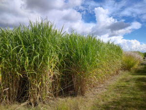 Hoe miscanthus CO₂ vastlegt in biobased beton